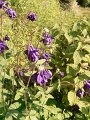 2011_SO & Centre-5-Serres-Castet_18